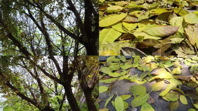 大树上落叶黄叶飘飞满地