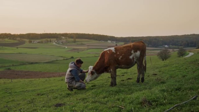 SLO MO Farmer在牧场上抚摸奶牛