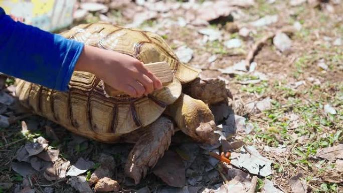 孩子的手在花园里用刷子清洁乌龟