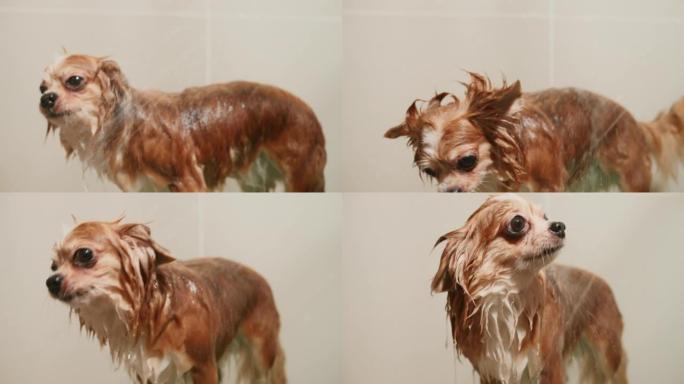 在浴室给小狗洗澡