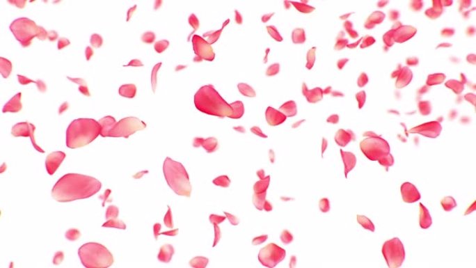 美丽的玫瑰花瓣落在白色背景上特写慢动作。粉红彩花在空中飞舞的3d动画。爱情、浪漫和自然概念