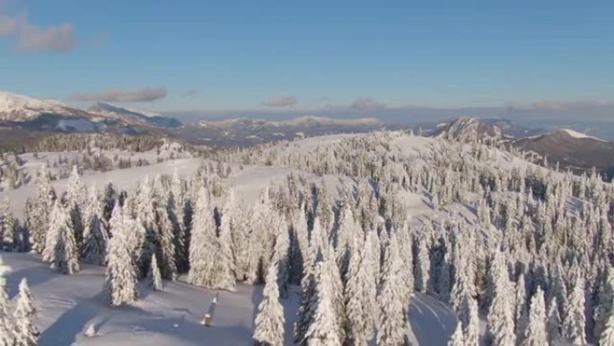 无人机: 阳光明媚的日子，在Velika Planina顶上的白雪皑皑的树林的风景鸟瞰图。