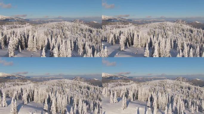 无人机: 阳光明媚的日子，在Velika Planina顶上的白雪皑皑的树林的风景鸟瞰图。