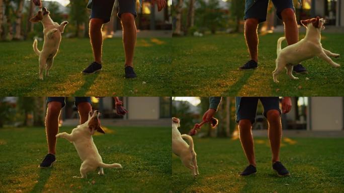 男人和他的杰克罗素梗狗在户外玩耍。他用他最喜欢的玩具抚摸和戏弄他的小狗。田园诗般的避暑别墅。黄金时段