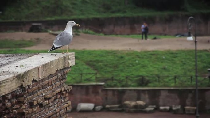 意大利罗马古罗马广场的海鸥。