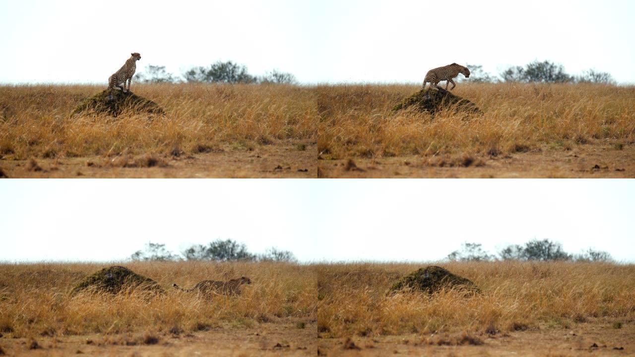 慢动作猎豹坐在野生动物保护区阳光明媚的草地上的土堆上
