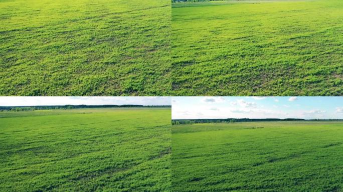 农场里有庄稼的绿地。