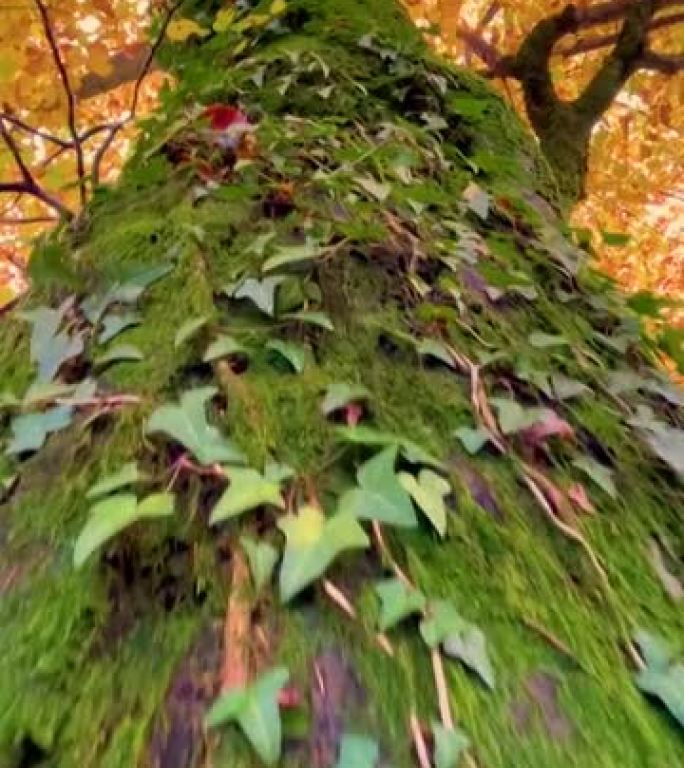垂直: 茂密的绿色苔藓和常春藤爬上高耸的落叶树的树皮