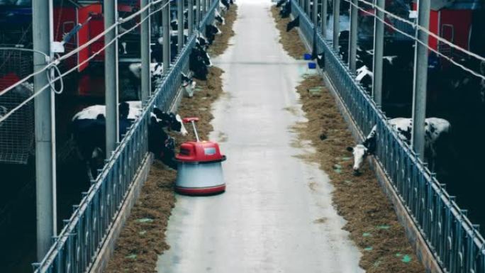 带有机器人机器人的奶牛农场帮助移动干草