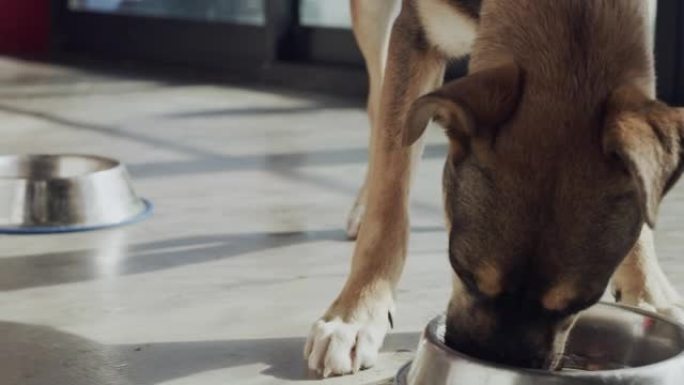 4k录像，两只可爱的狗在动物收容所的不锈钢碗中吃宠物食品