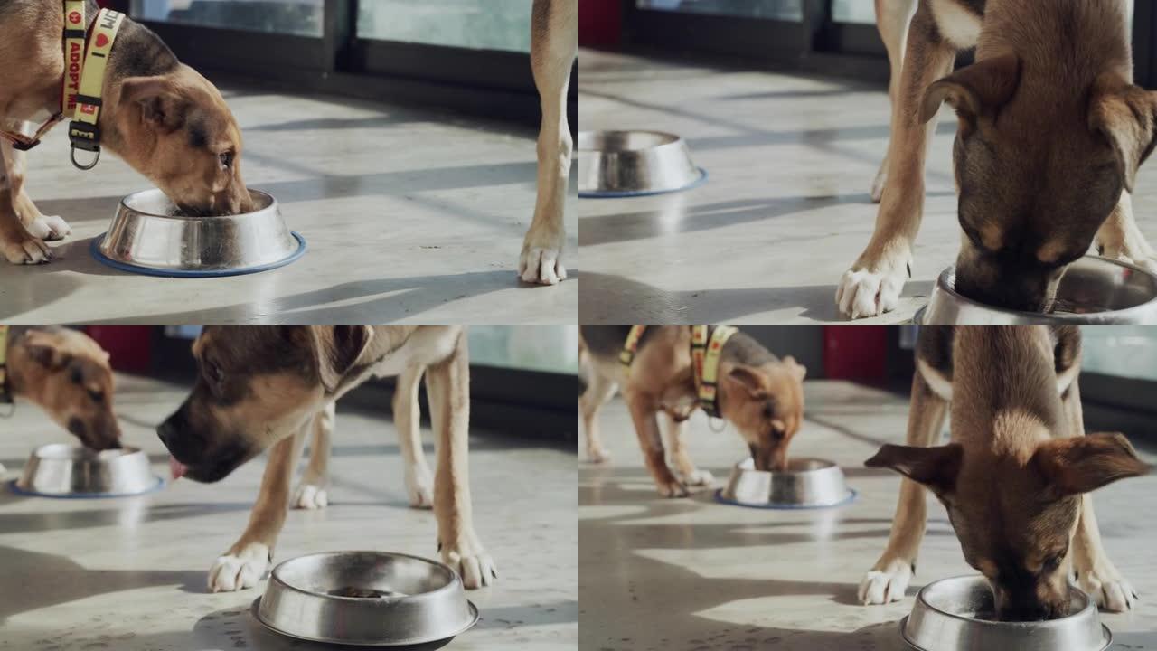 4k录像，两只可爱的狗在动物收容所的不锈钢碗中吃宠物食品