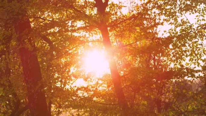 镜头耀斑: 初秋的早晨，阳光照耀着转动的树叶。