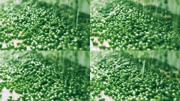 绿豌豆与液体的输送机运输。有食品加工设备的工业工厂。