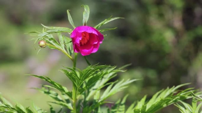 川西高原大红花: 芍药亚种。veitchii