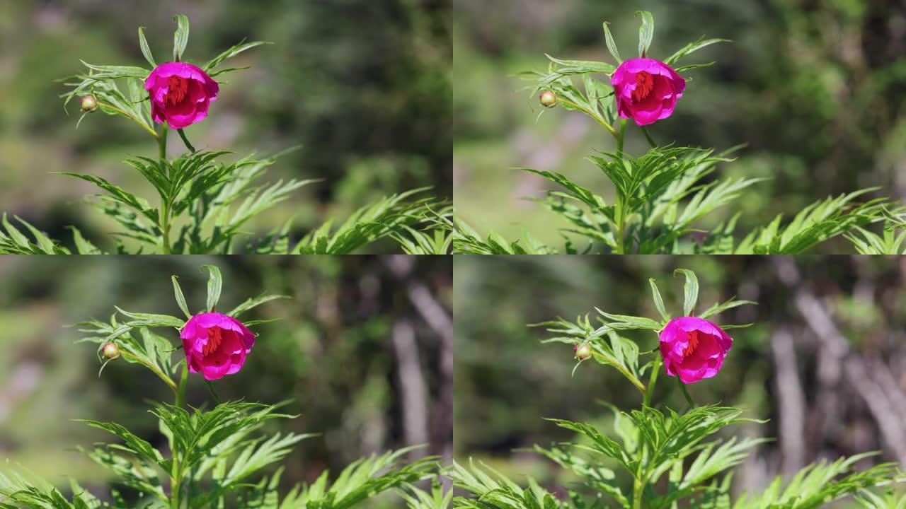 川西高原大红花: 芍药亚种。veitchii