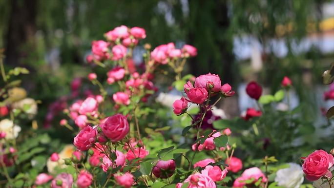 春天五月里阳光下的玫瑰花
