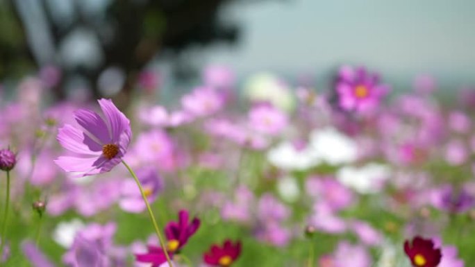 宇宙领域花开野花鲜花