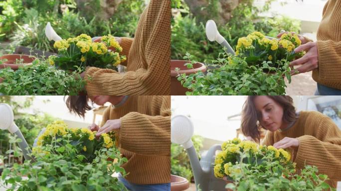 高加索妇女的中段在阳光明媚的花园中重新种植黄色花朵