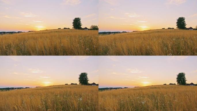 平移一个高大的金色草地的慢动作镜头