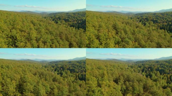 空中: 秋天色彩覆盖着森林的丘陵景观的绝妙景色