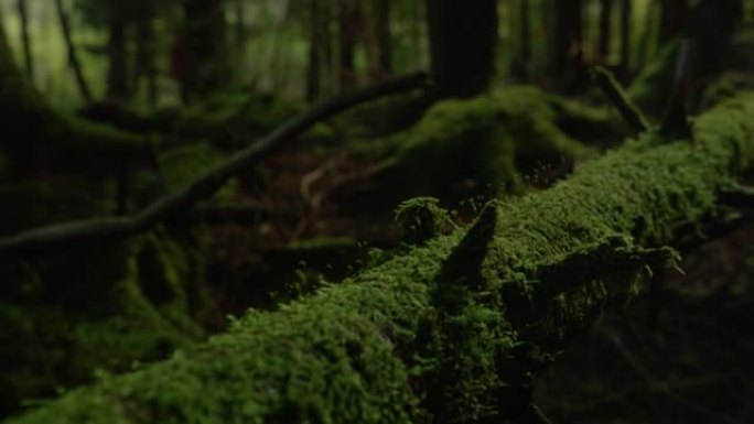 宏观: 苔藓覆盖的树干位于黑暗的神秘森林的地面上。