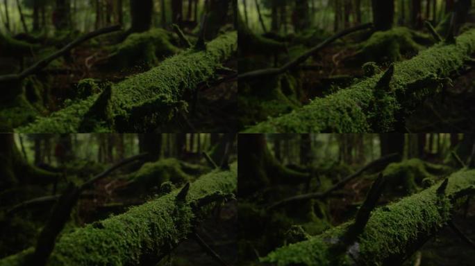 宏观: 苔藓覆盖的树干位于黑暗的神秘森林的地面上。