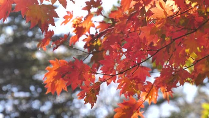 红叶在秋天改变了颜色