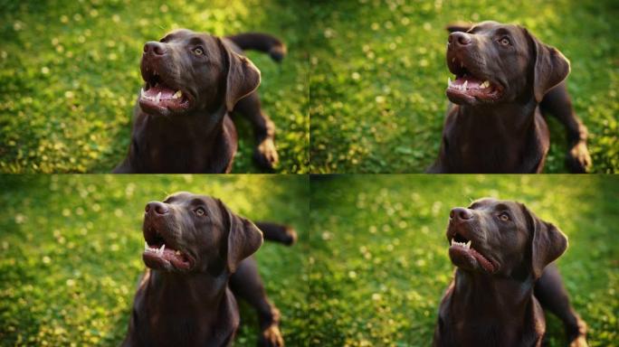 诺贝尔血统布朗拉布拉多寻回犬狗抬头等待并要求小吃，在绿色草坪上玩得开心。在户外阳光明媚的日子里，快乐