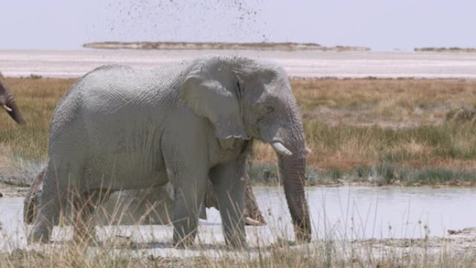 大象女士在非洲纳米比亚的沙漠水中飞溅