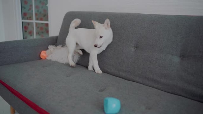 狗在客厅玩球