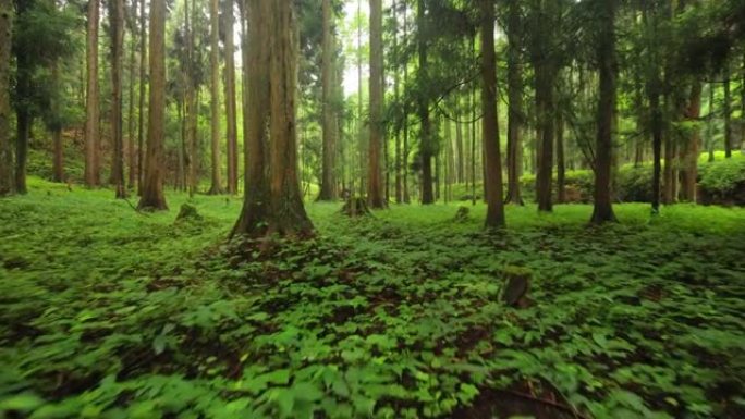 森林向林业绿化树林植被生态水源