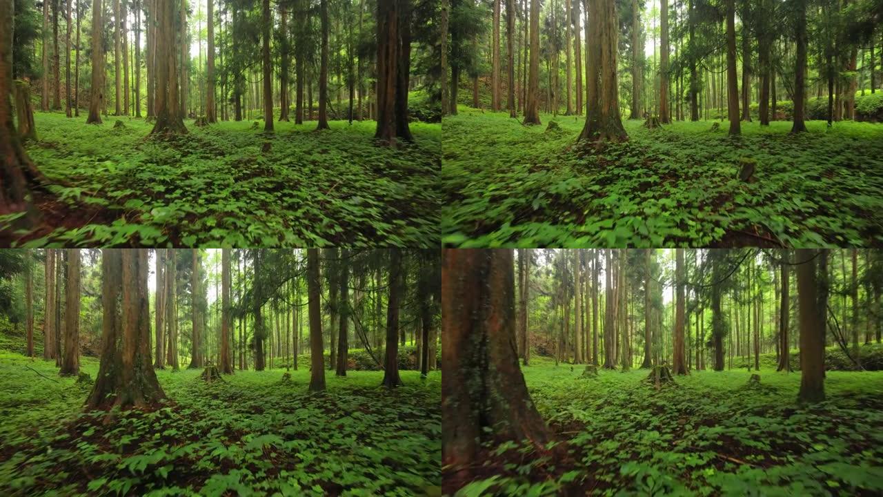 森林向林业绿化树林植被生态水源