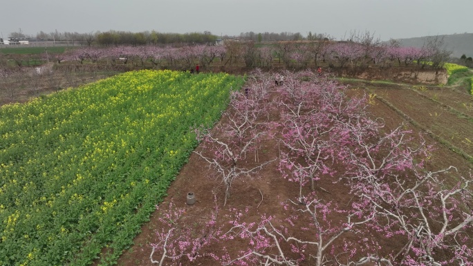 桃花和油菜花