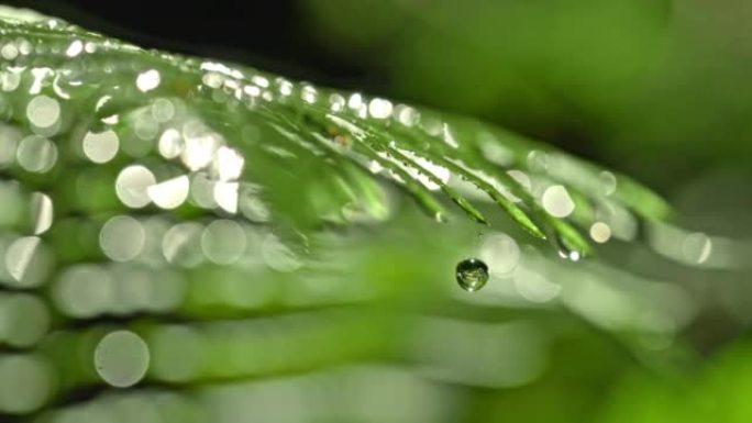 时间扭曲液滴从森林中的湿蕨类植物上滴落