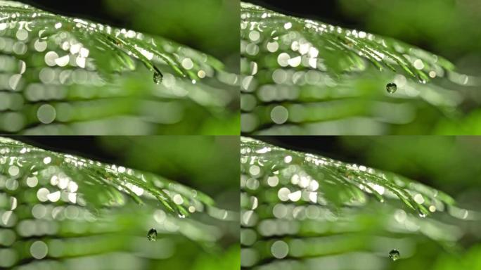 时间扭曲液滴从森林中的湿蕨类植物上滴落