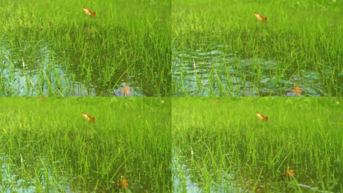 秋季大雨导致绿色草地上多余的水停滞