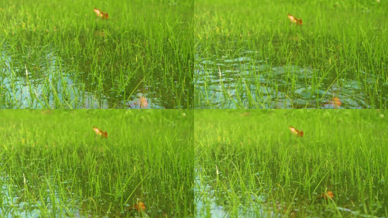 秋季大雨导致绿色草地上多余的水停滞