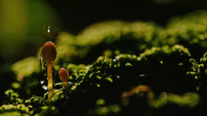 超级SLO MO液滴溅到小蘑菇的帽子上