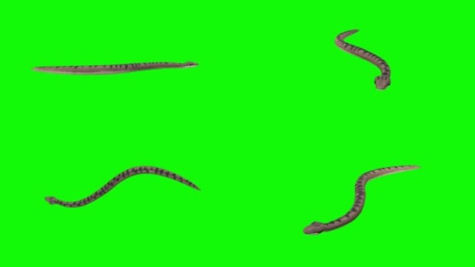 绿色背景上爬行的蛇。动物的概念，野生动物，游戏，返校，3d动画，短视频，电影，卡通，有机，色键，人物