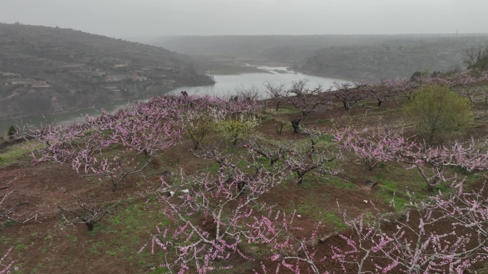 零口水库和桃花