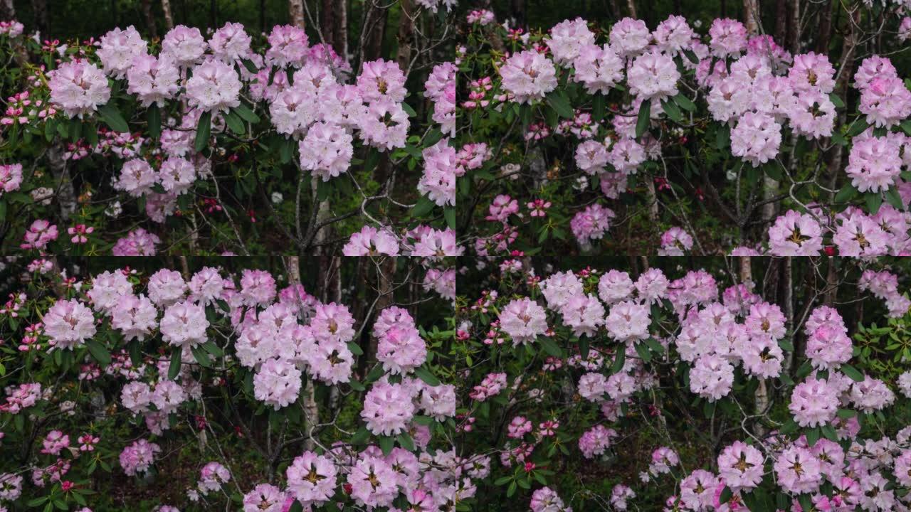 川西高原高山杜鹃花开花