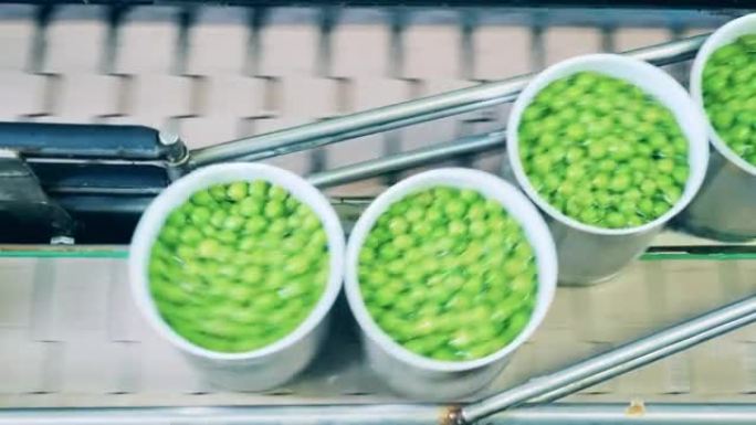 将绿豌豆装在锡罐中的输送机的俯视图。农产品加工，食品工厂输送机。