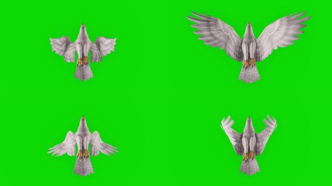 绿屏白鹰飞行慢动作动画。动物的概念，野生动物，游戏，返校，3d动画，短视频，电影，卡通，有机，色键，