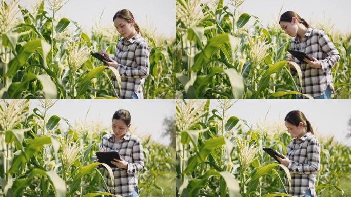 农民在她的农场使用数字平板电脑和监控，智能农业