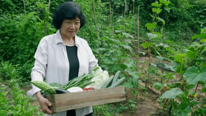 女农夫手持木箱蔬菜在田间行走