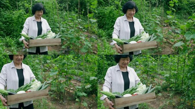 女农夫手持木箱蔬菜在田间行走