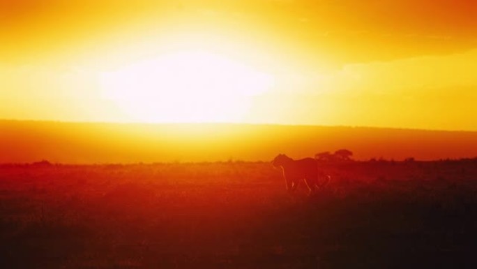 日落时分，慢动作剪影豹子走在明亮、阳光明媚的田野里