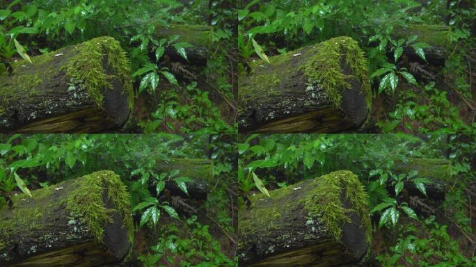 覆盖着苔藓的老树桩