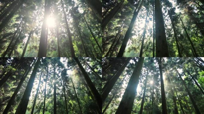 阳光穿过树林树木森林绿色