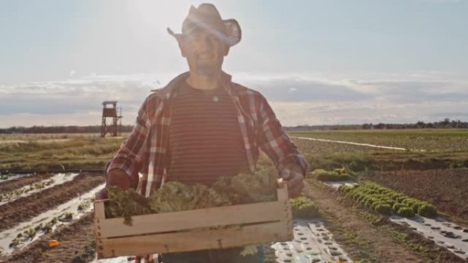 SLO MO Farmer在日落时将装满生菜的板条箱带到田野中